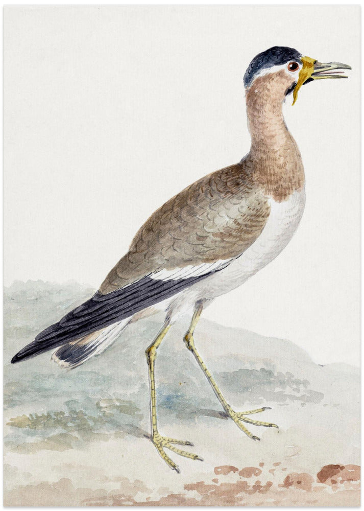 A Yellow Wattled Lapwing