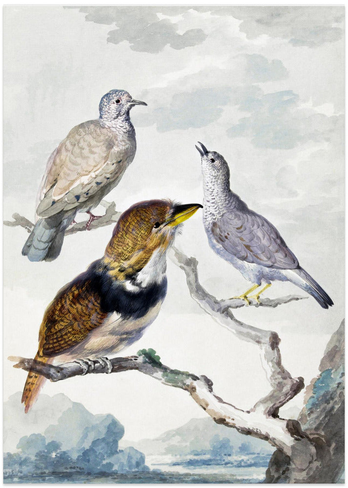 Three Birds, Two Inca Pigeons and a Collared Bearded Cuckoo