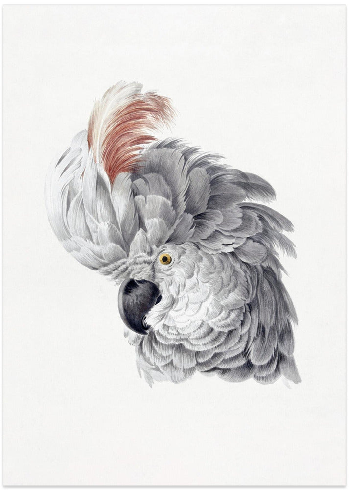 Cockatoo Head