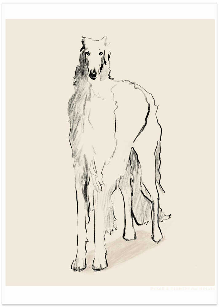 Borzoi Russian Wolfhound Pandc