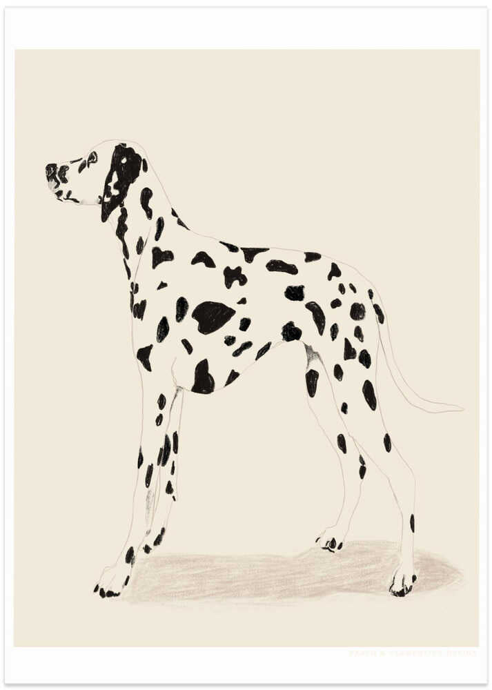 Pandc Dalmation