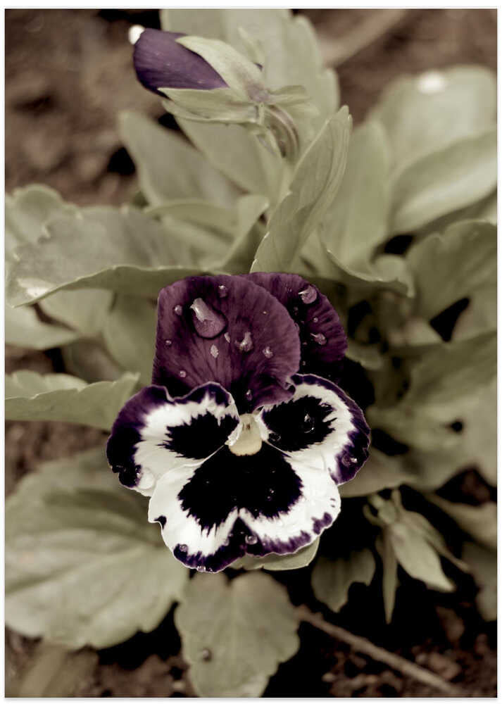 Moody Pansy Bloom