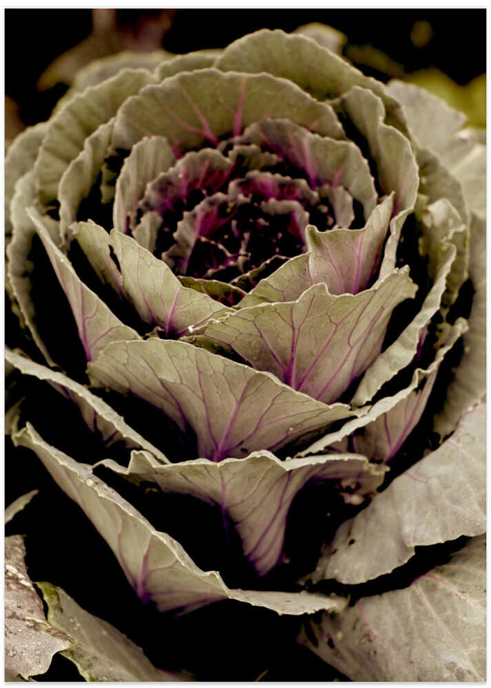 Verdant Spiral Bloom