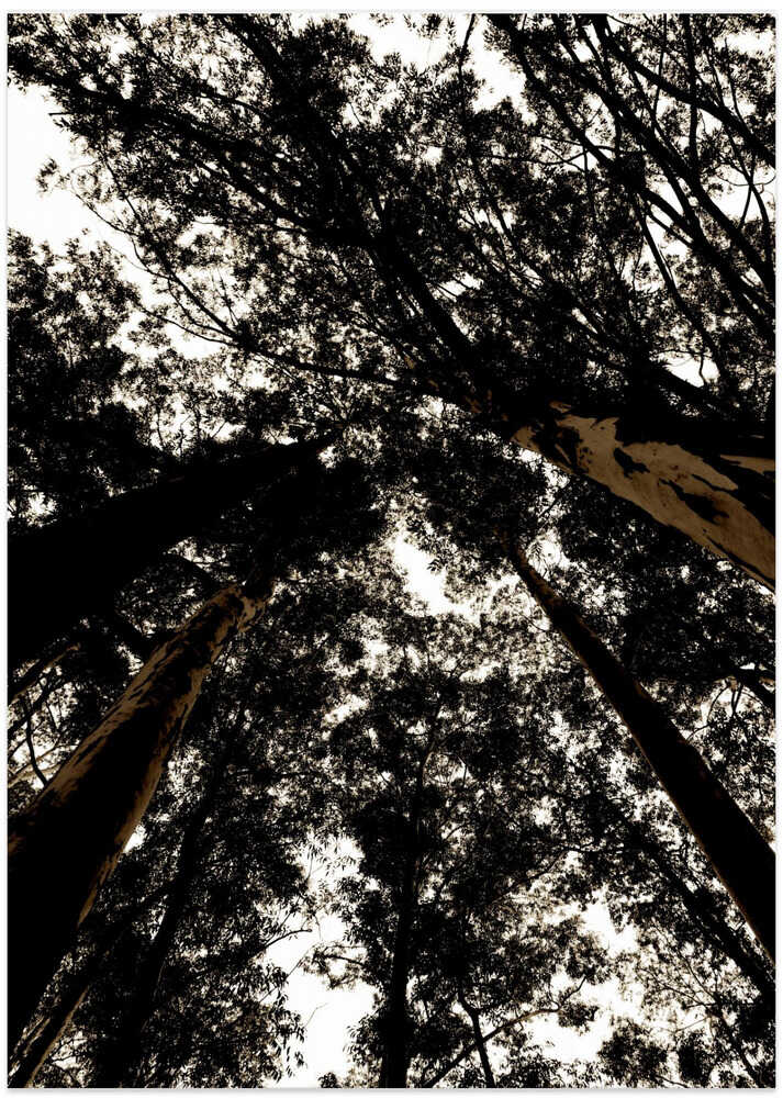 Towering Canopy