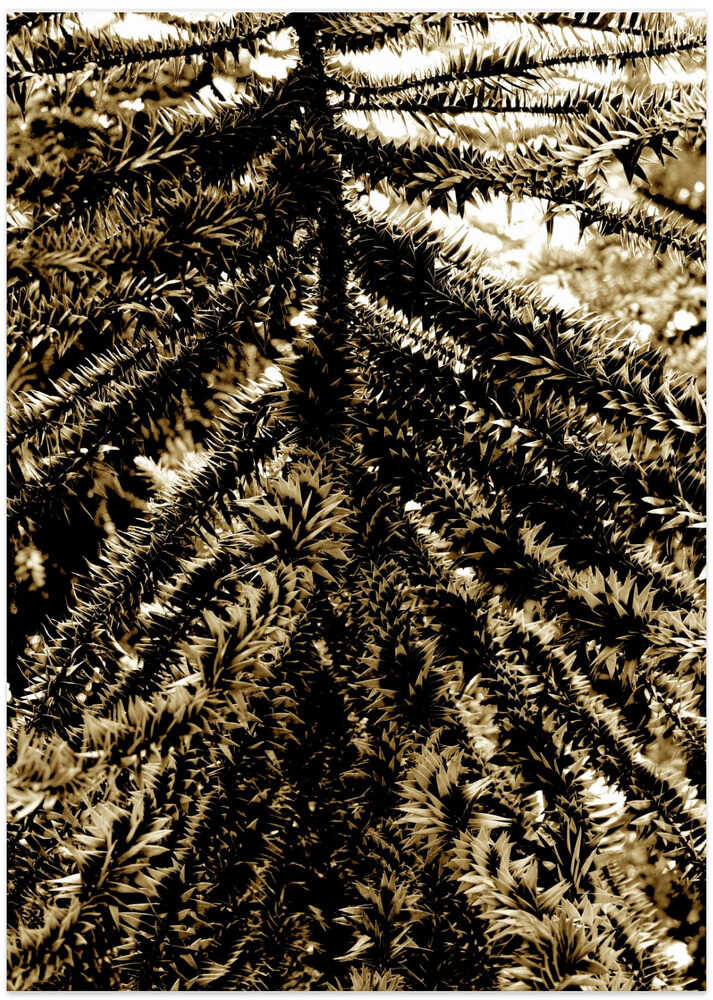 Sepia Pine Web