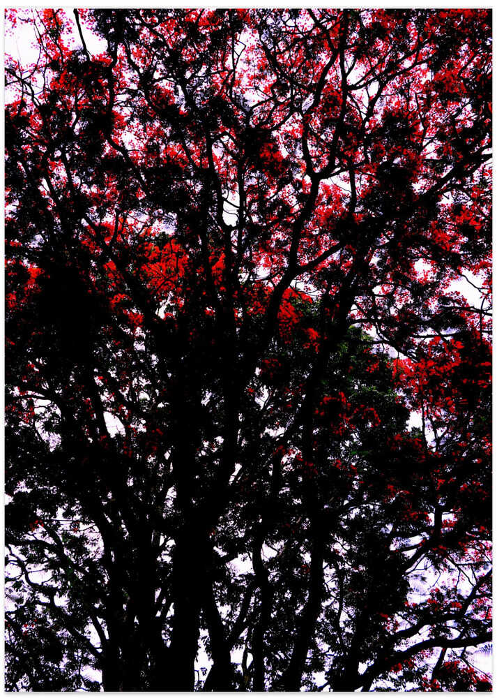Crimson Canopy