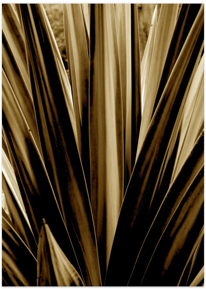 Sepia Leaf Lines