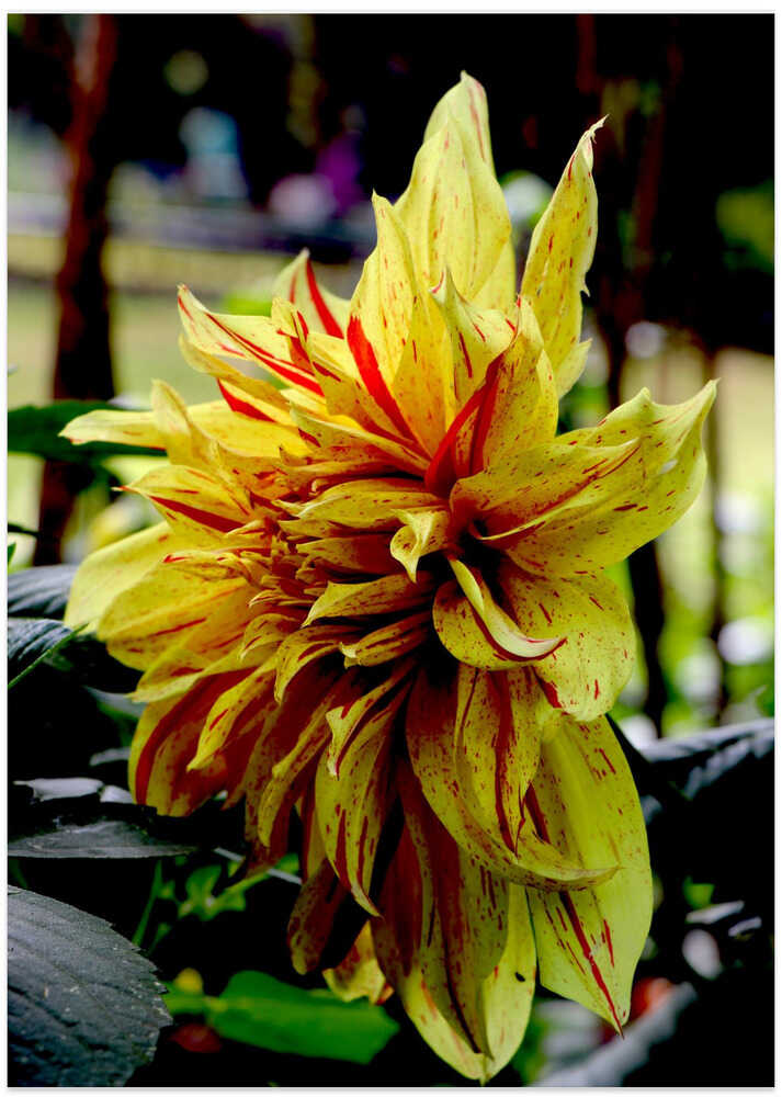 Sunlit Dahlia Bloom