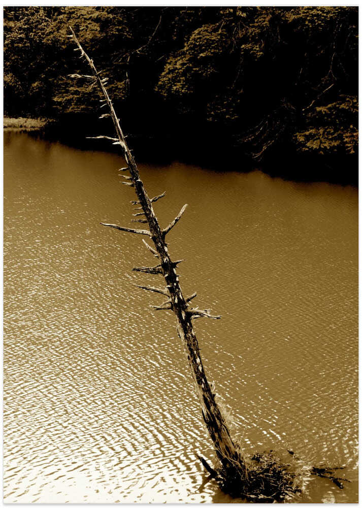 Tree's Silent Descent