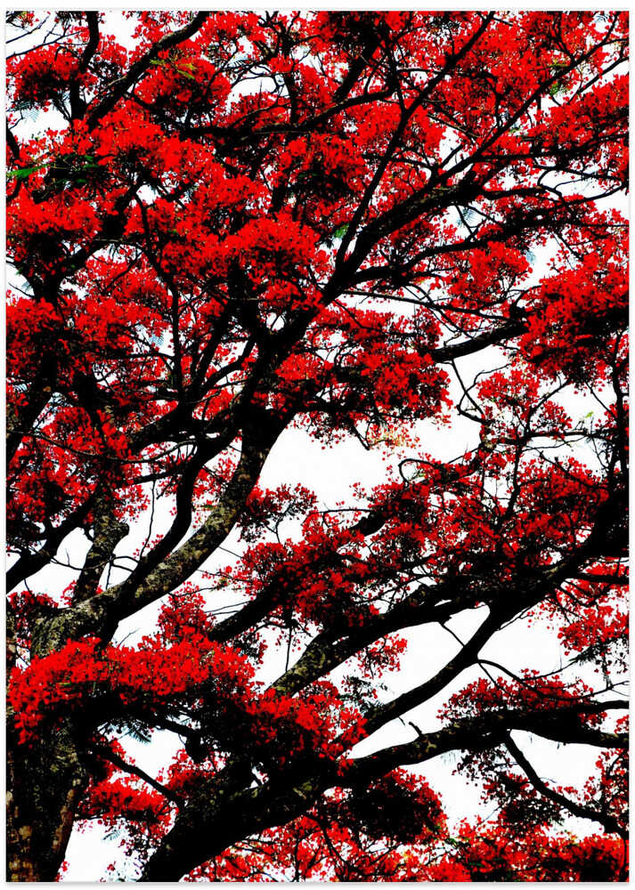 Crimson Canopy