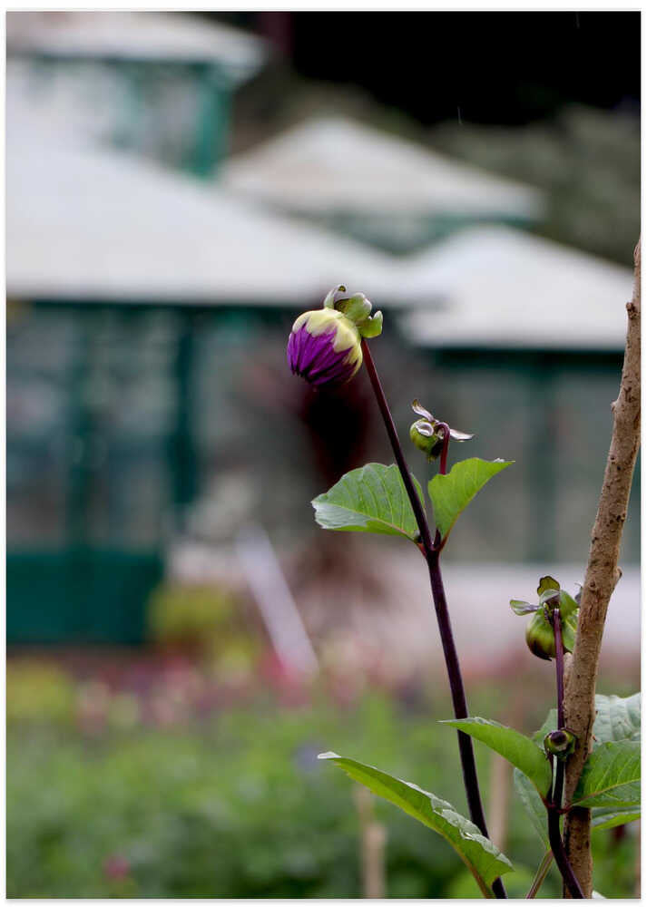 Purple Blossom's Dawn