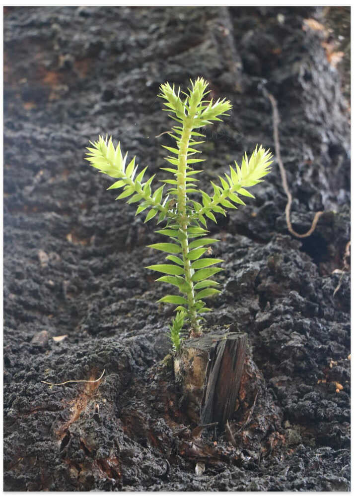 Sprout in Ashen Soil