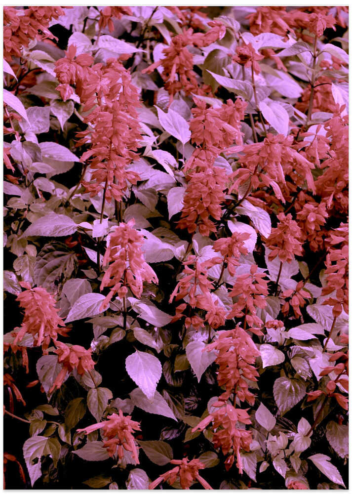 Crimson Bloom Symphony