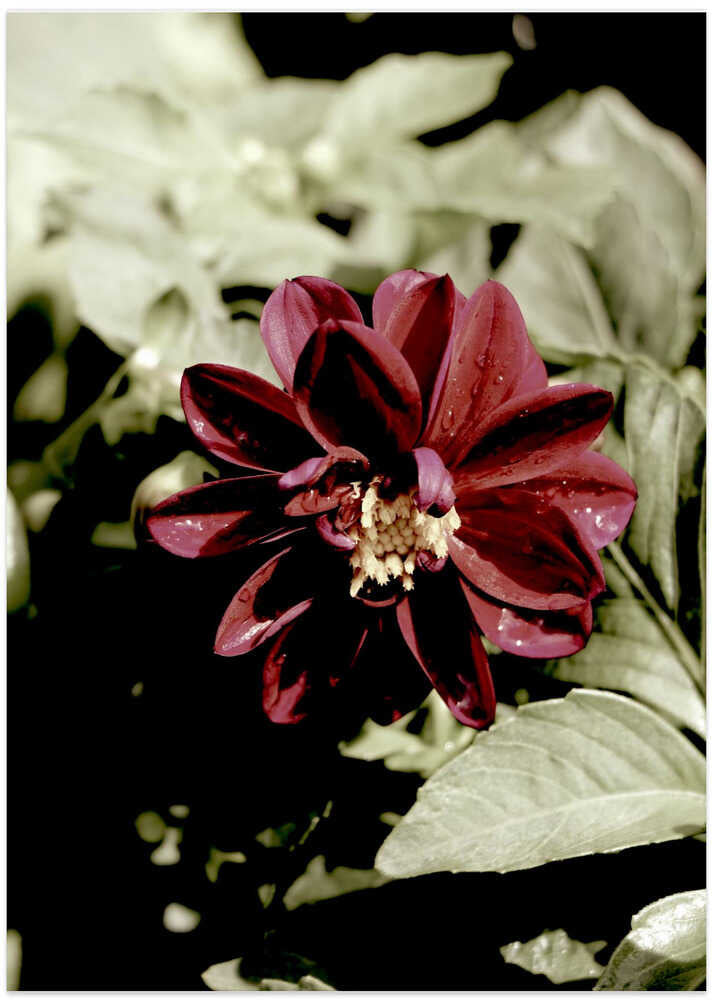 Crimson Bloom's Dance