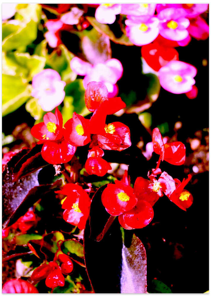 Vibrant Floral Burst