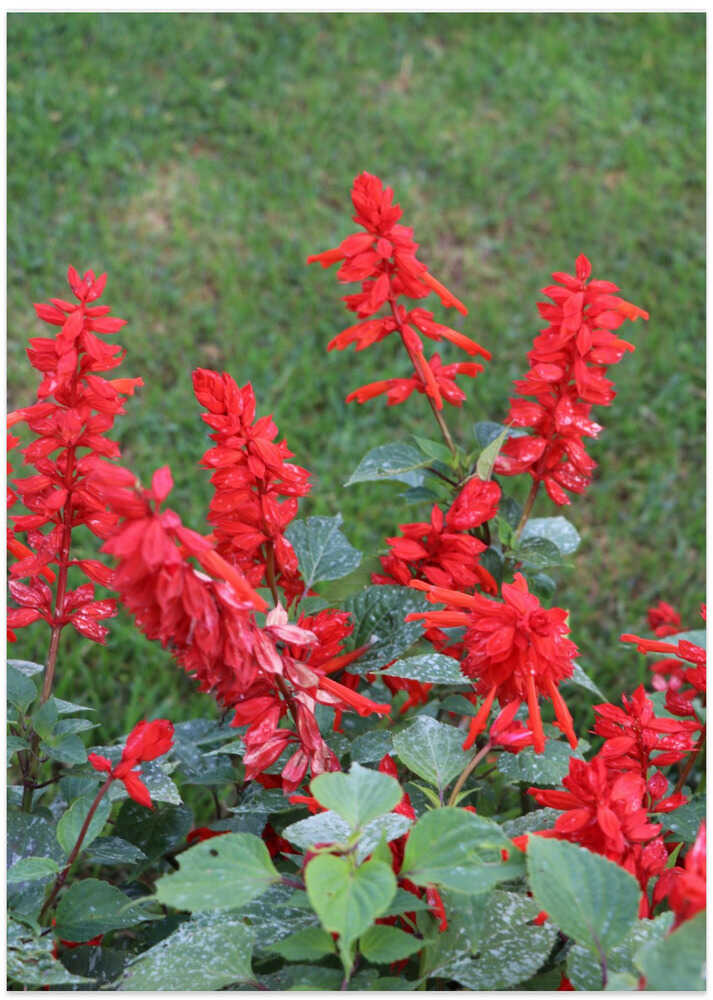 Crimson Garden Bloom