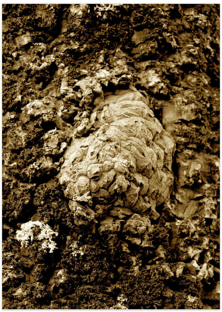 Bark Texture Harmony