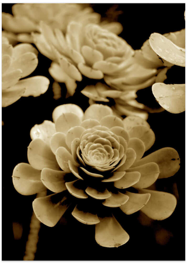 Sepia Succulents