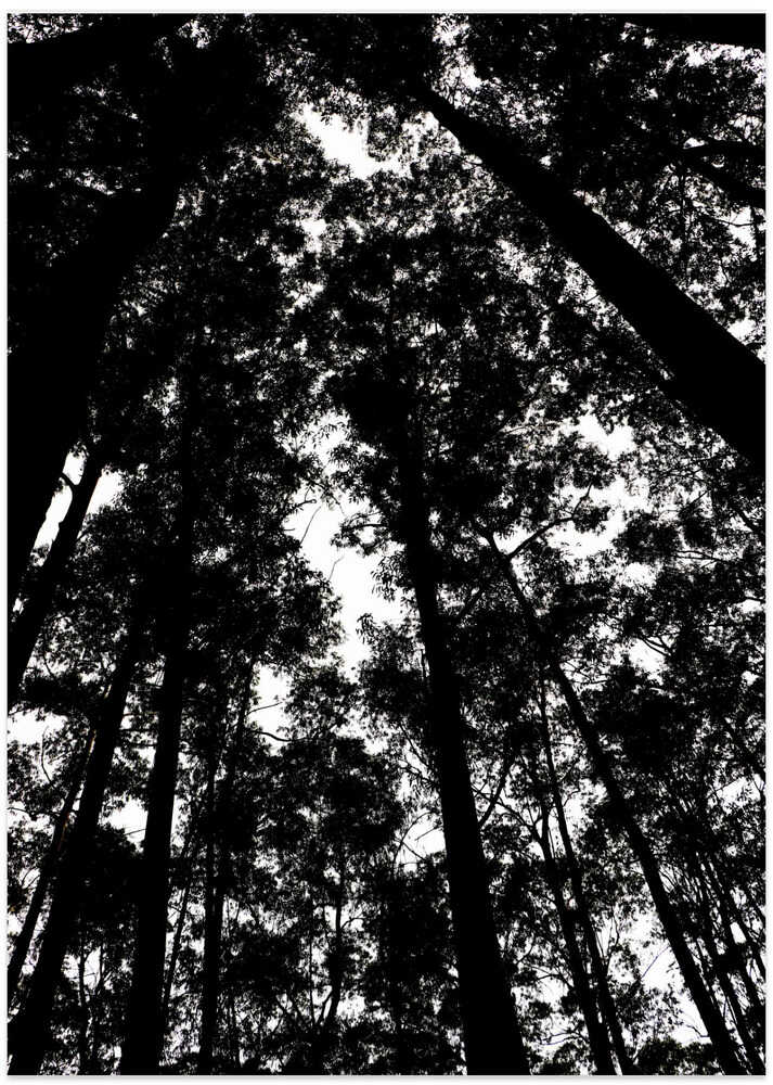 Whispering Canopy