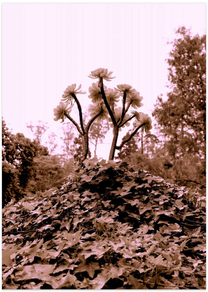 Blossoms on the Hill