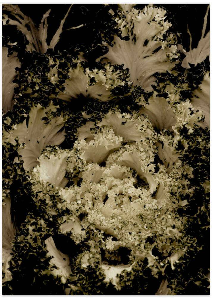 Kale in Sepia