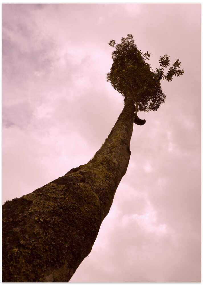Skyward Tree Silence