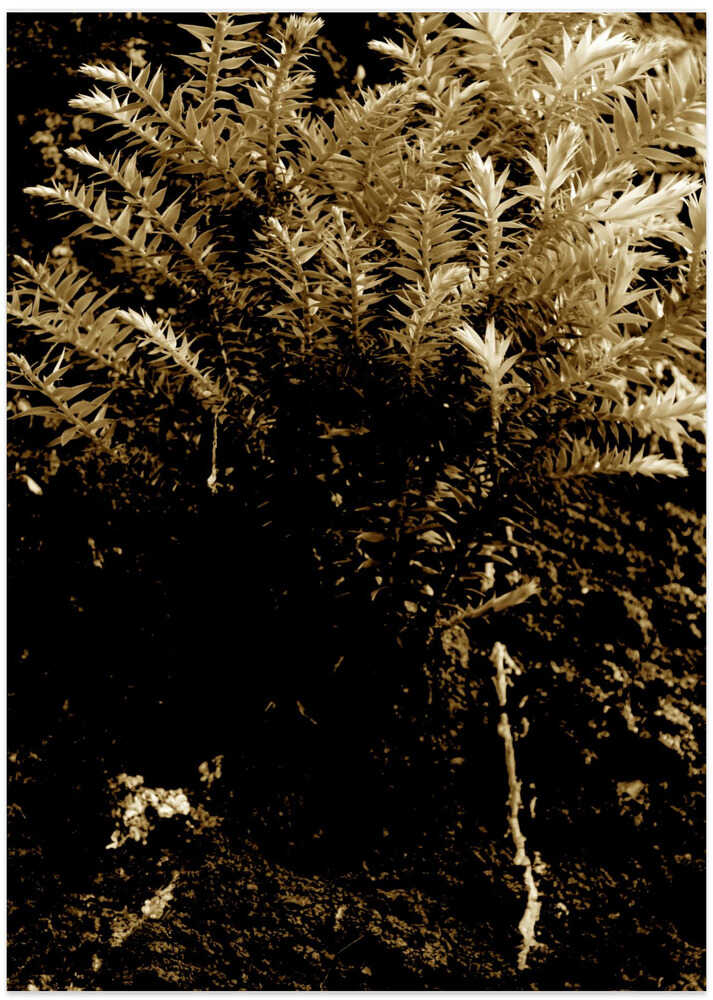 Sepia Fern Bloom