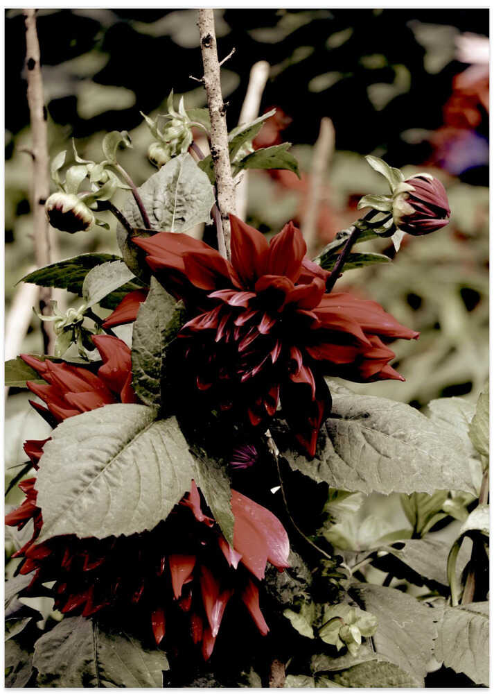 Crimson Blossom Burst