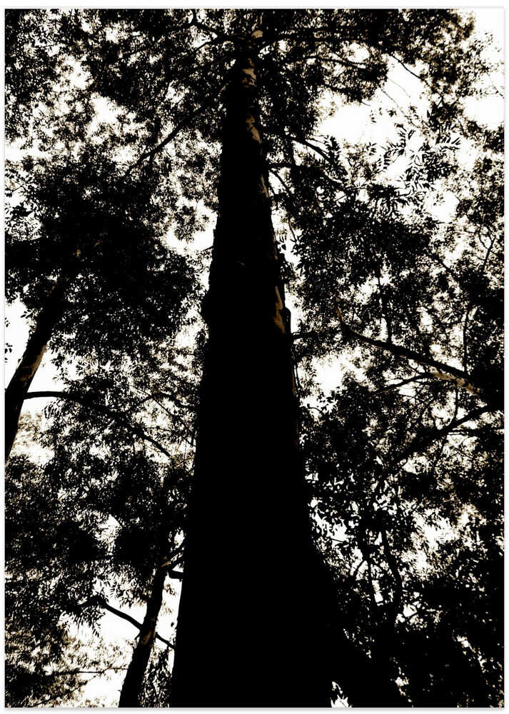 Towering Canopy