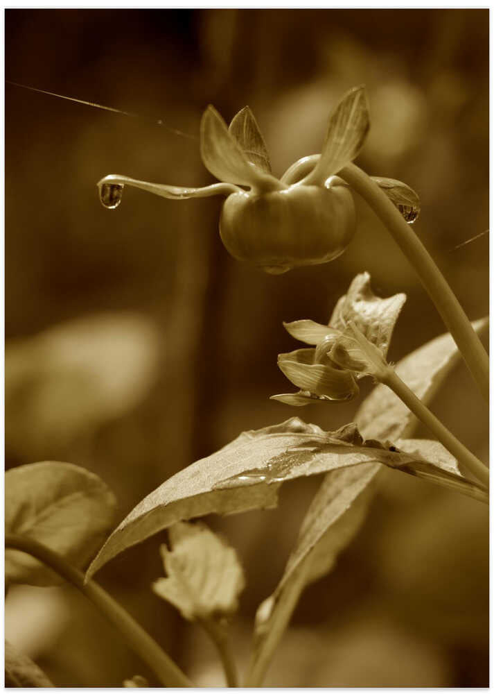 Droplets in Sepia