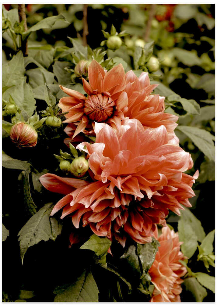 Blossoms of Radiance