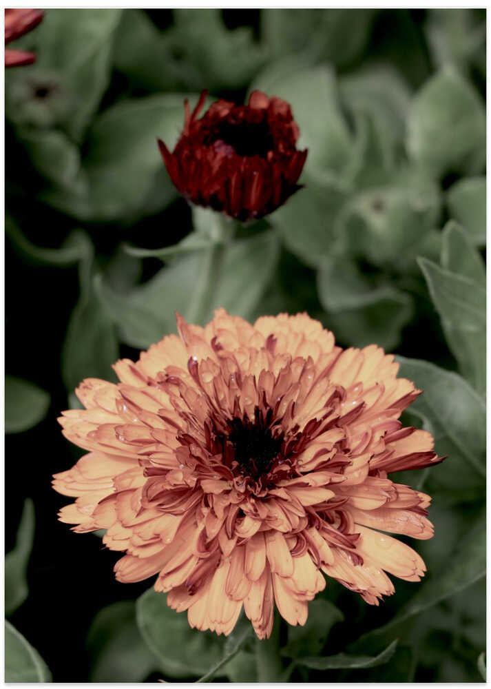 Vibrant Petals Bloom