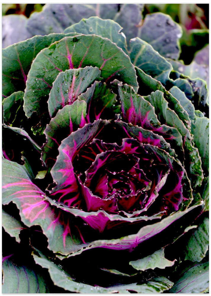 Vibrant Cabbage Spiral