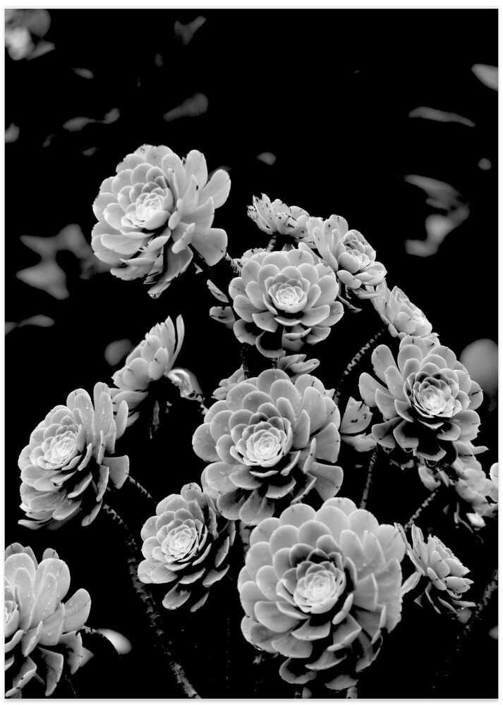 Blooming Monochrome