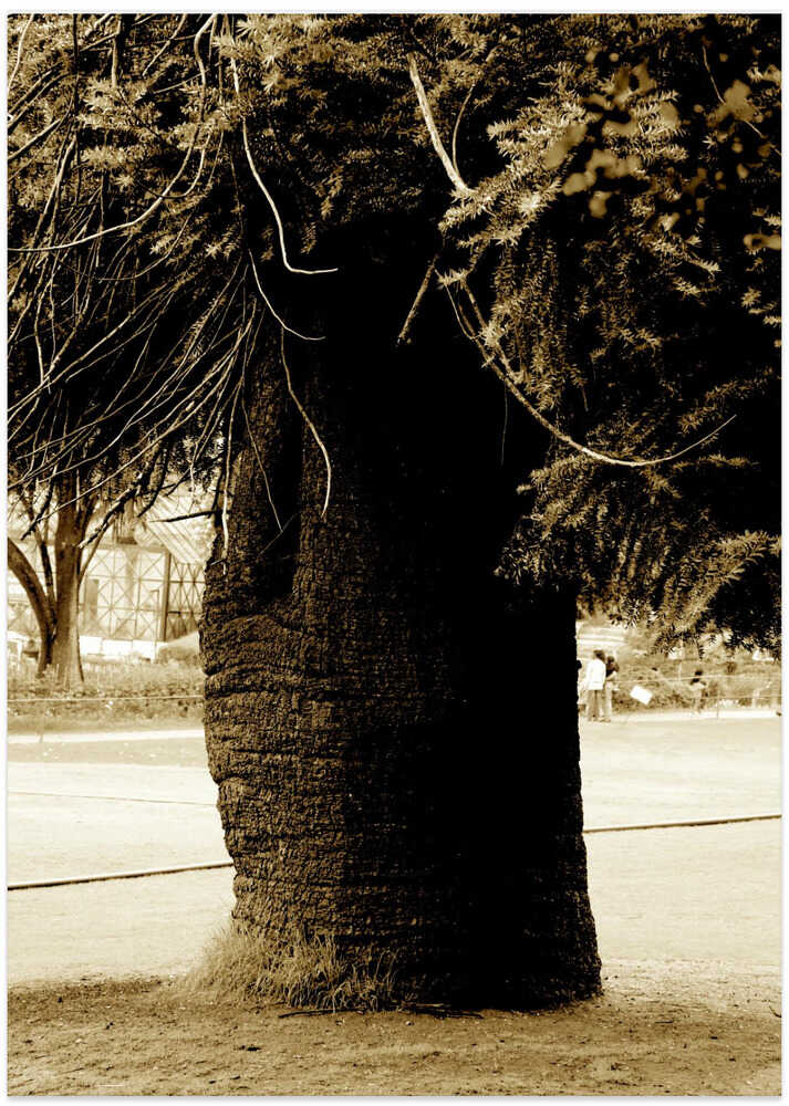 Majestic Tree Silhouette
