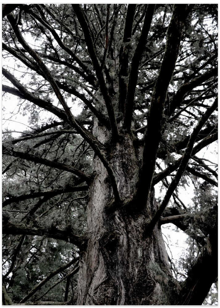 Majestic Canopy Reach