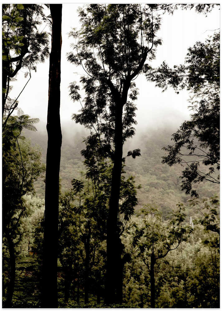 Misty Woodland Whispers