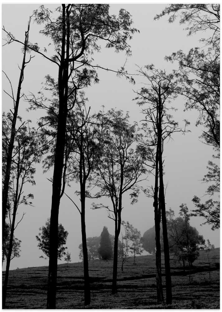 Misty Tree Silhouettes