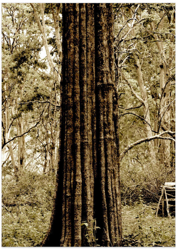 Ancient Trunk Tales