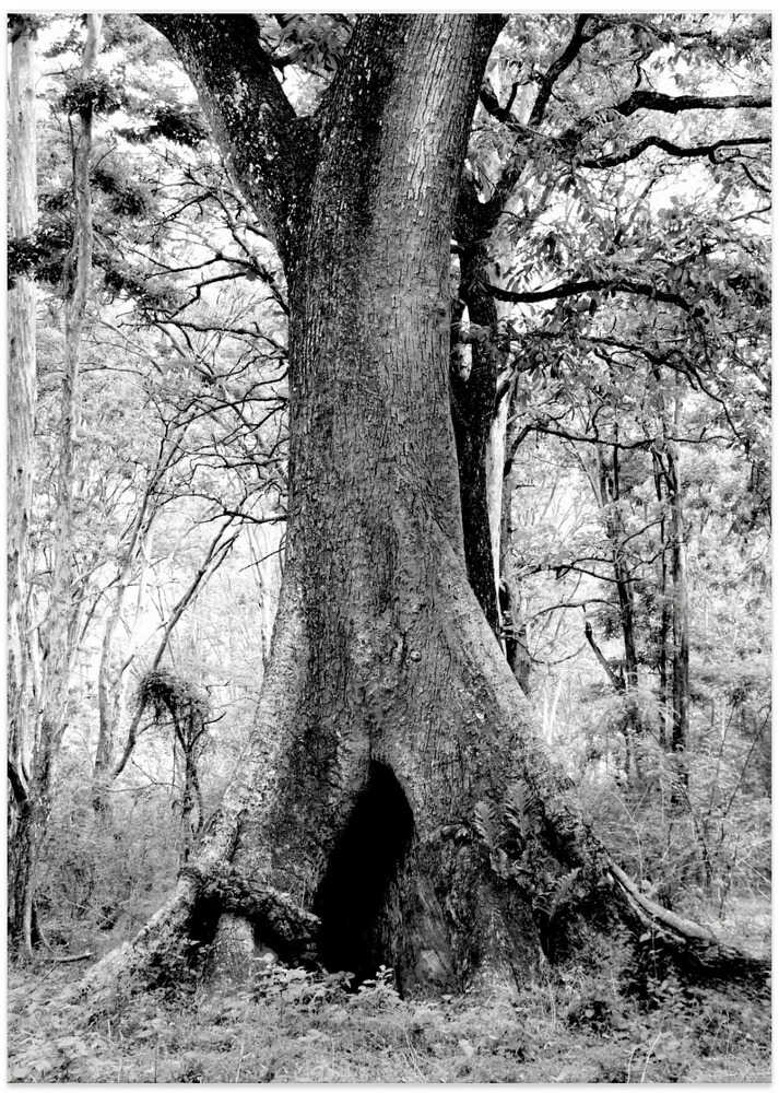 Mystical Forest Giant