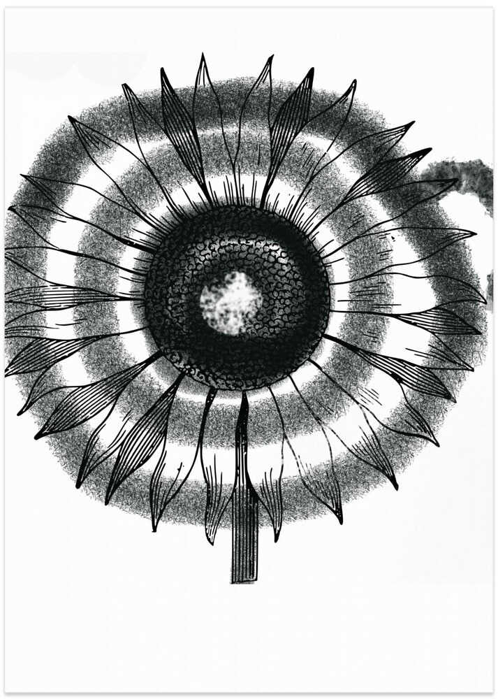 Monochrome Bloom