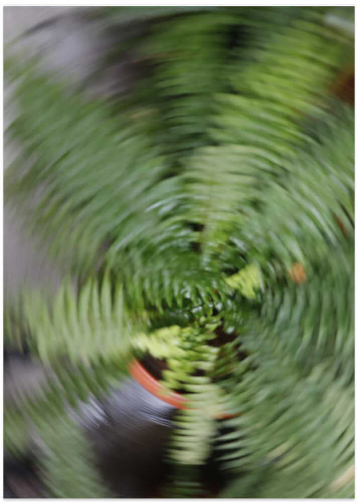 Fern Spiral Motion