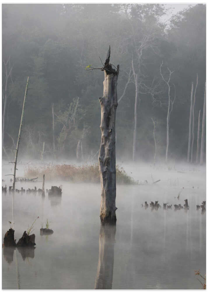 Misty Forest Reflections