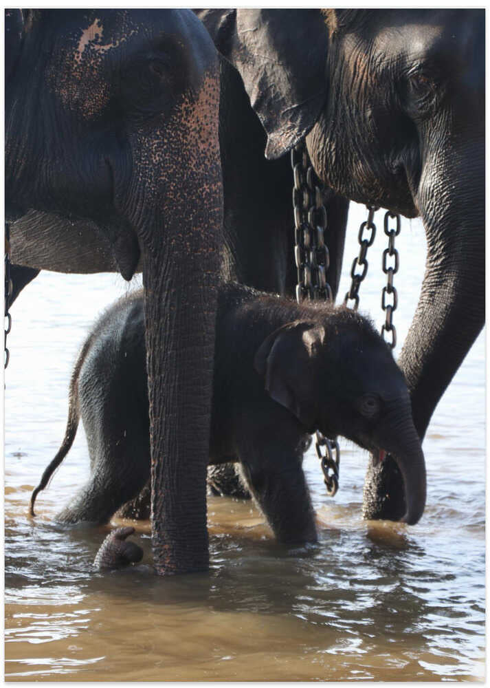 Elephant Family Stroll