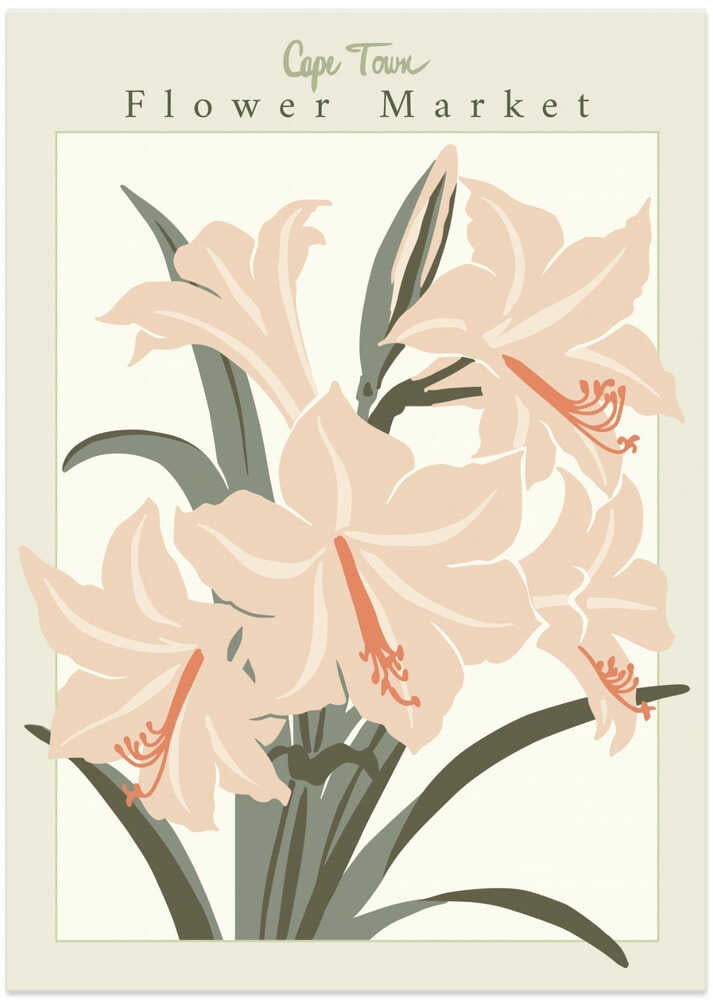 Flower Market Cap Town Amaryllis