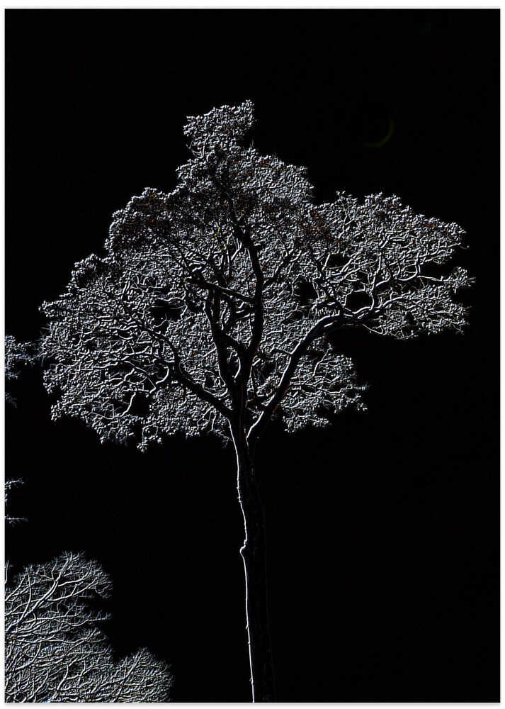 Luminous Night Tree
