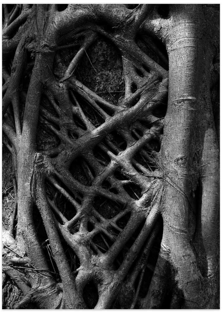 Entangled Roots