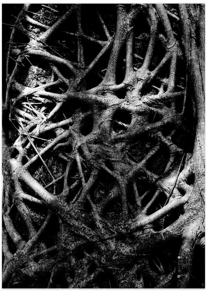 Entangled Roots