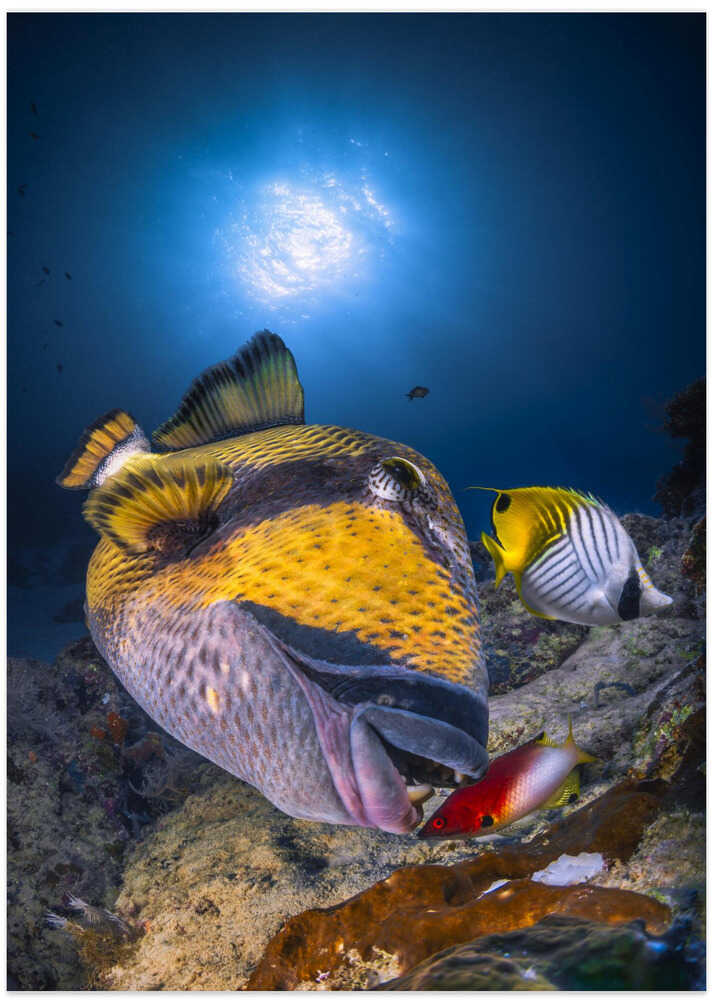 Titan triggerfish