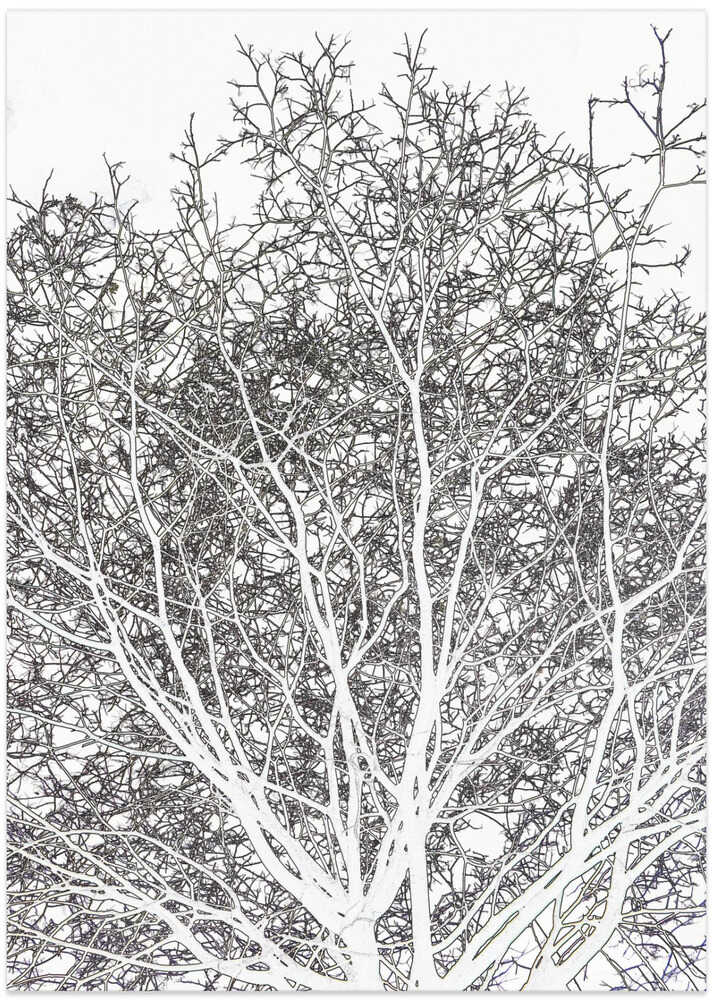 Winter Branches Maze